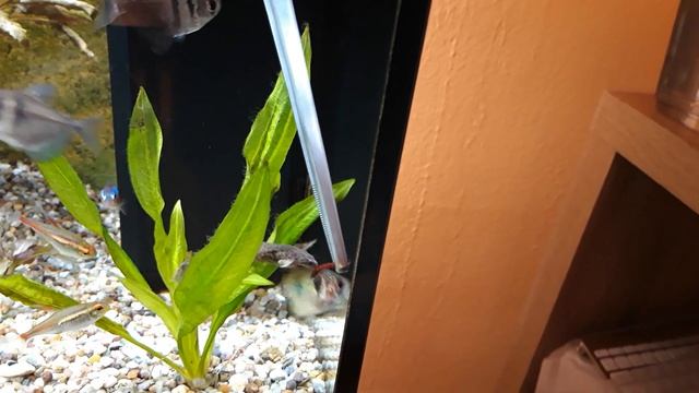 Аквариумные лягушки. Кормление живыми червями. Аквариум 120 литров смотреть онлайн