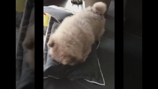 Смешные чау-чау - милые собаки для всей семьи смотреть онлайн