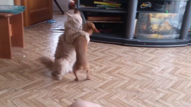 Кот вася и пес честор(1) смотреть онлайн