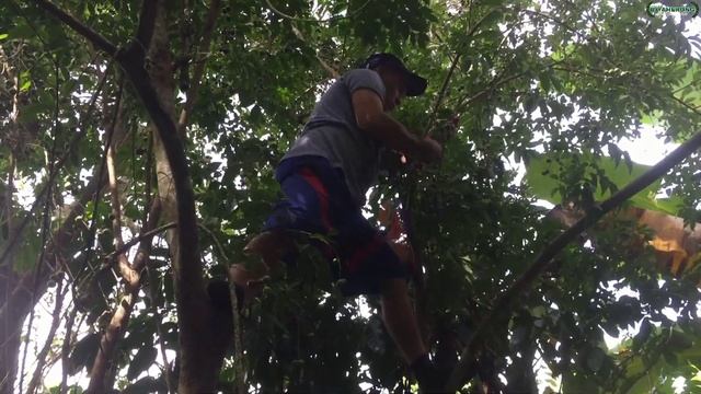 WILD CHERRY (PRUNUS AVIUM) FRUIT HARVESTING | Biyaherong Batangueno смотреть онлайн