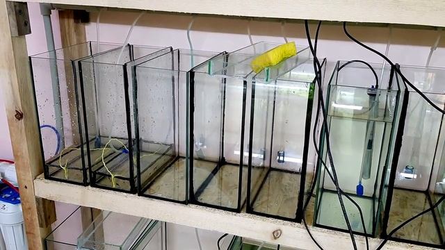 Полно икры неона и красный неон на нерест