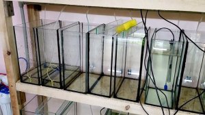 Полно икры неона и красный неон на нерест