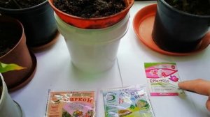 Если лимон сбросил все листья