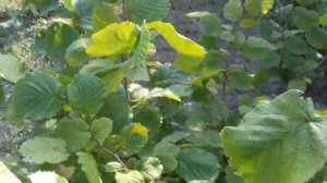 Прекрасный сад в Крыму.Фундук Трапезунд,кизил Семен,сливы и яблони.