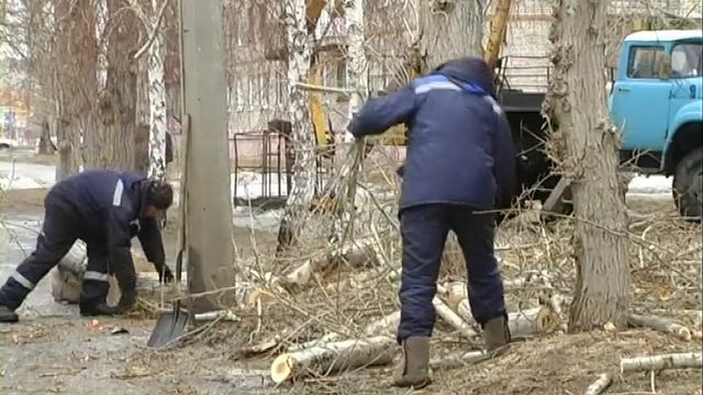 Обрезка тополей смотреть онлайн