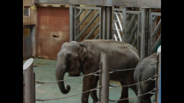 В мире животных! смотреть онлайн