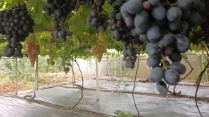 Виноград Центурион (Калугин В. М.) Виноградник Король В. Н. г.Краснодар Slava.King2007@mail.ru