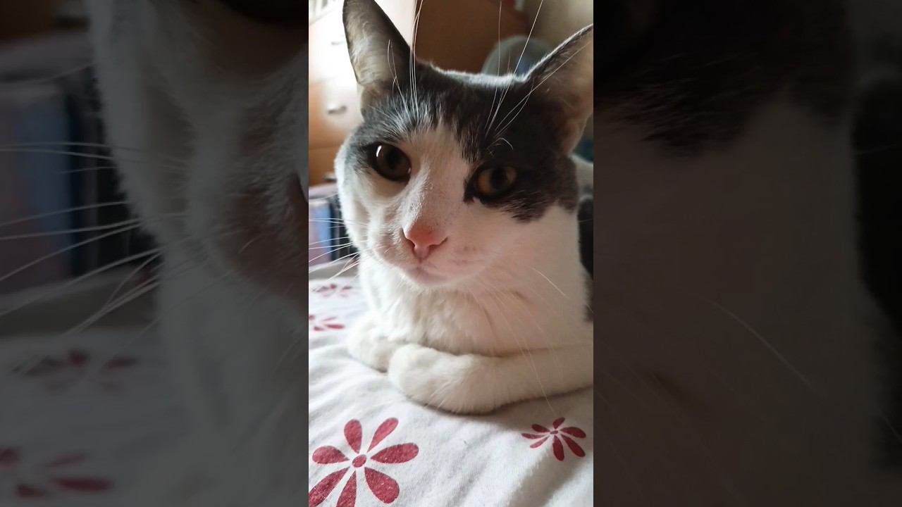 Сплю весь день.#мурзик #кот #питомец #лайк #котики #приколы #котик #сон #отдых смотреть онлайн