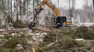 Работа лесного экскаватора харвестера SANY SY245F harvester forestry excavator work