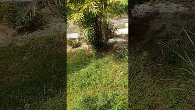 Kebun mini смотреть онлайн