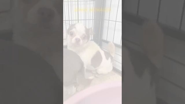 2-х чихуа сдали в приют.