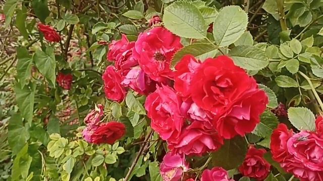 Роза Фламментанц смотреть онлайн