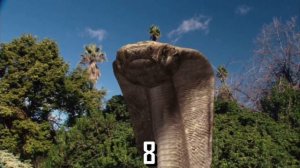 Komodo vs. Cobra (2005) Kill Count 🐍🦎