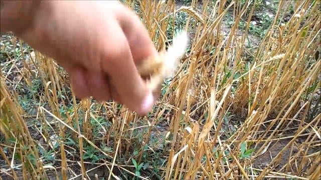 Три главных секрета счастливой жизни в деревне. смотреть онлайн