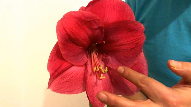 How to cross pollinate an Amaryllis (Hippeastrum)? смотреть онлайн