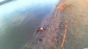 Рыбалка СУДАК на МЕРТВУЮ РЫБКУ на ОБИ. ловля судака на живца донки закидушки 2023