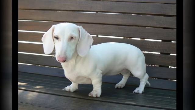 Такса - невероятные окрасы/Dachshund -  Incredible Colors