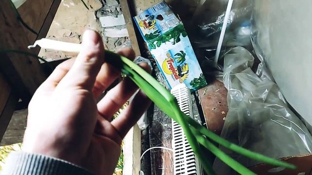 Пробное выращивание лука Халцедон в сарае под освещением 5500люкс. Цвет зелени. Выход пера с лука смотреть онлайн