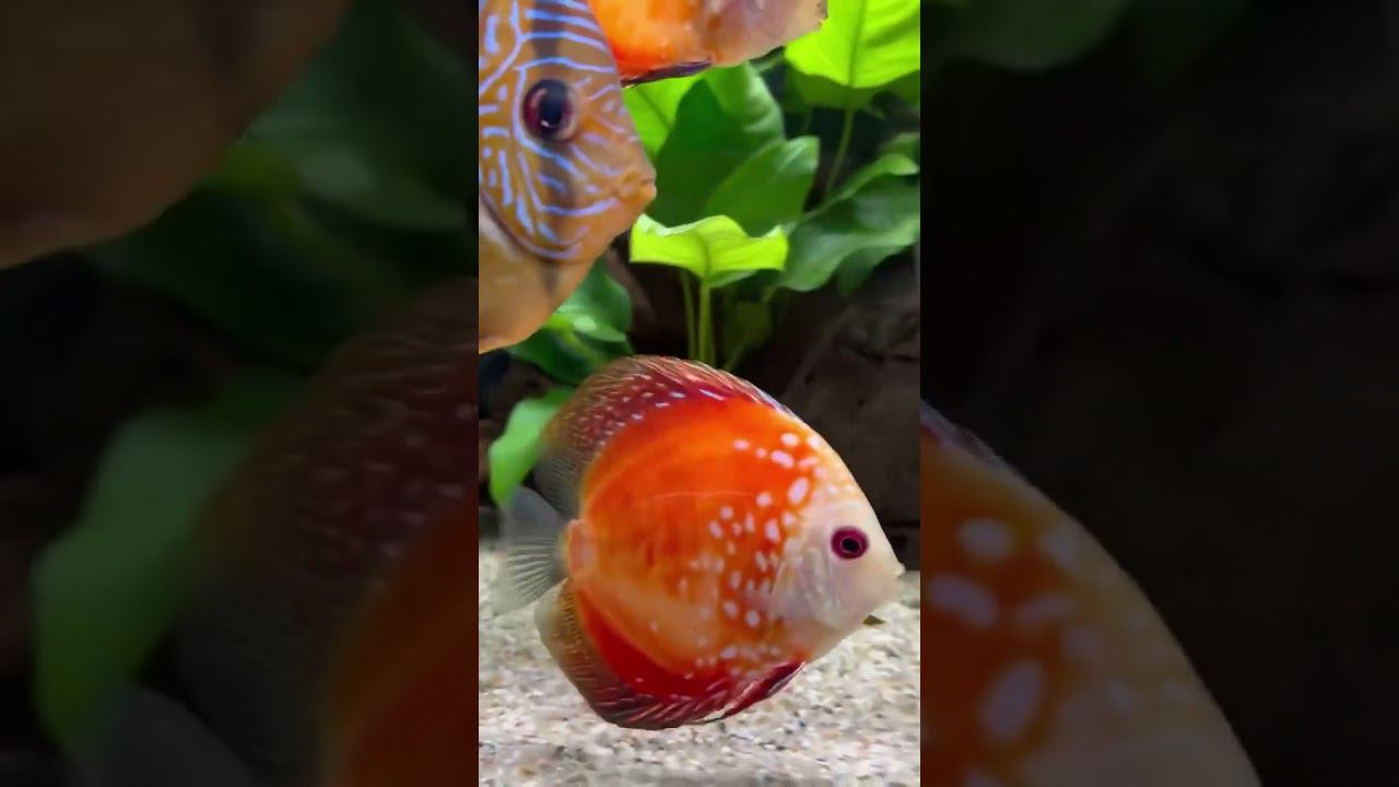 Дискусы в супермаркетах #аквалого смотреть онлайн