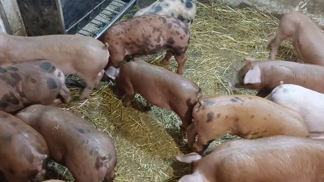 //Эти Рыжие свиньи реально ростут яблоки жрут//У них родились родственники// смотреть онлайн