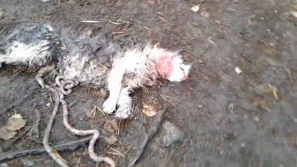 12 ноября 2017 г.