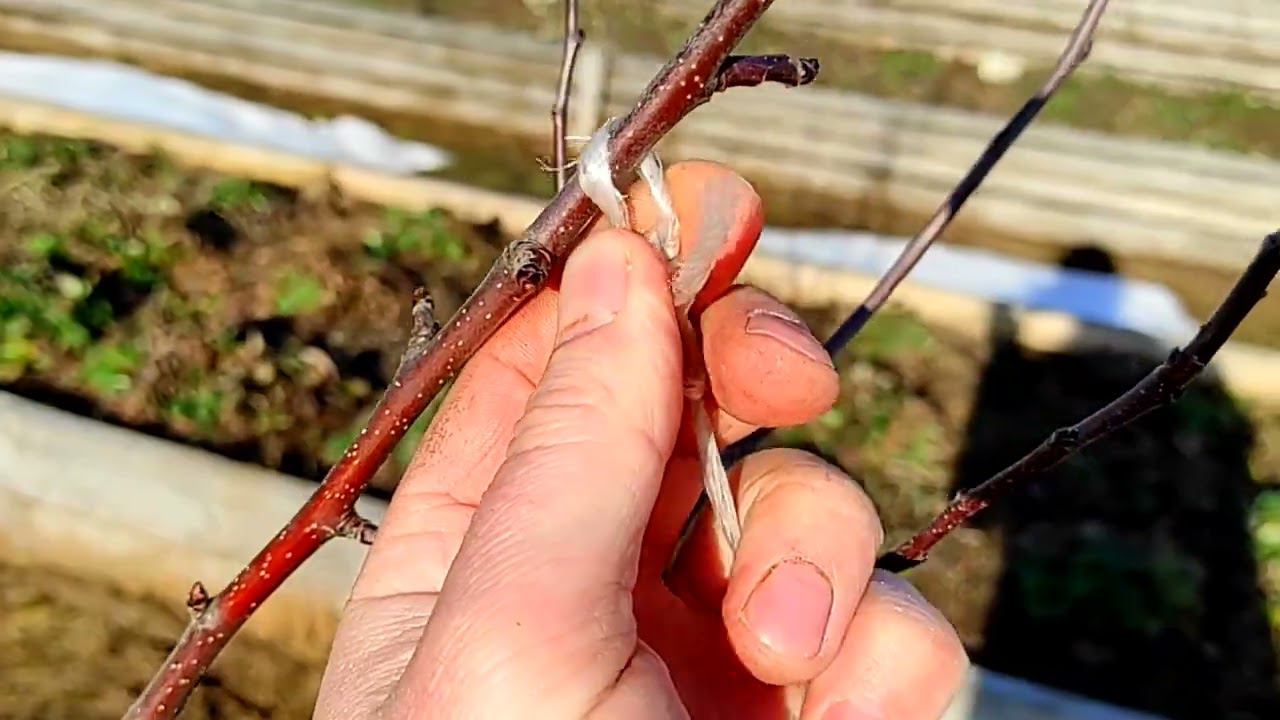 Формировка яблони БЕЗ обрезки смотреть онлайн