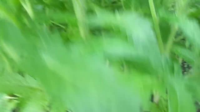 ТОМАТ МЕТЕЛИЦА. ДЛЯ ХОЛОДНЫХ РЕГИОНОВ. Ольга Чернова. смотреть онлайн