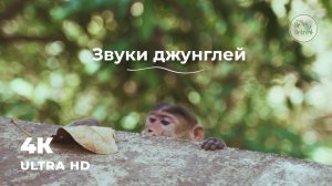 ГЛУБОКИЕ ДЖУНГЛИ | Звуки тропического леса | Звуки природы | Магический лес