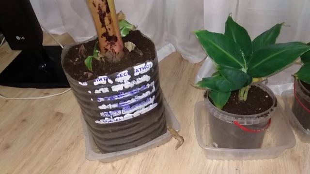 Пересадка банана киевский карлик, отделила деток смотреть онлайн