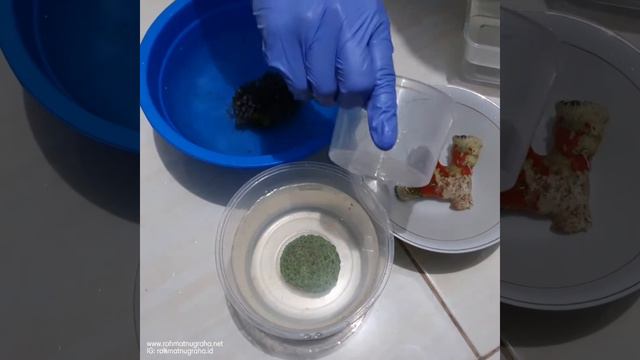 Anemon Karang, Batu Jeruk dan Polip Cengkeh kedalam Aquarium Air Laut Saya смотреть онлайн