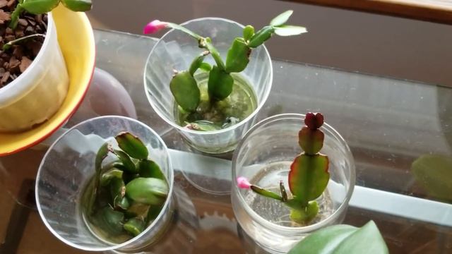 Christmas cactus update and care tips...Happy 1st day of winter! смотреть онлайн