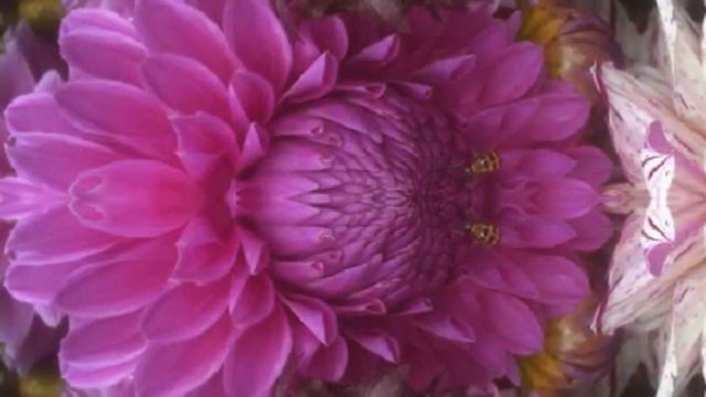 dahlias dahlias смотреть онлайн