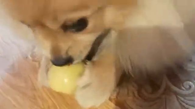 ШПИЦ. МАЛЕНЬКИЙ ПЕРЕКУС. смотреть онлайн