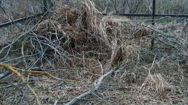 Лисёнок Сушенька передаёт привет из нового вольера смотреть онлайн