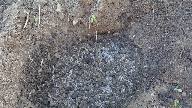 Лучший способ посадки гортензии весной. После этого гортензия приживется и будет хорошо расти!