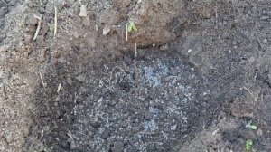 Лучший способ посадки гортензии весной. После этого гортензия приживется и будет хорошо расти!