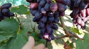Г.ф. винограда Красава и Румейка. Воронеж. 24.08.22.