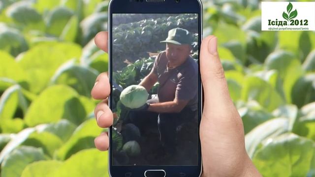 Ларсія F1 (Larsia F1) - среднепоздний гібрид білокачанної капусти від компанії Seminis. смотреть онлайн