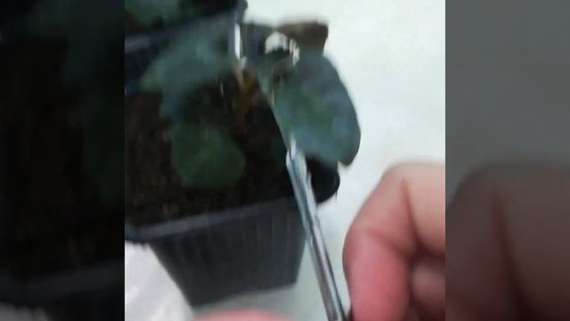 БАЛЬЗАМИНЫ выращивание ИЗ СЕМЯН. Перевалка, прищипка, ЧЕРЕНКОВАНИЕ. смотреть онлайн