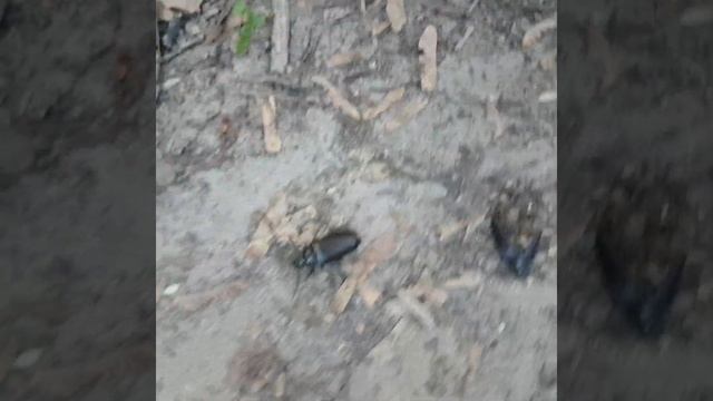 Дровосек-Кожевник жук большой черный смотреть онлайн