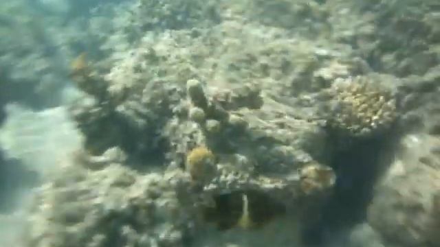 как кормить рыбок в Красном море смотреть онлайн