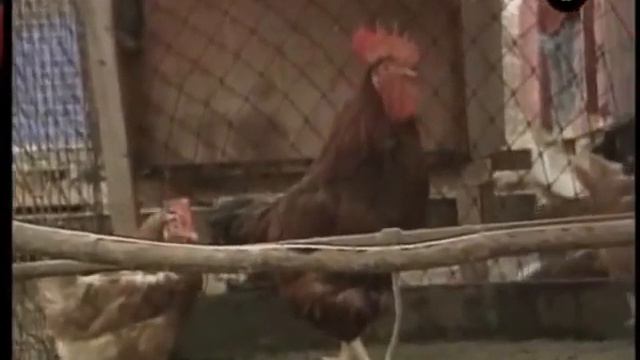 Российская элита -это петухи смотреть онлайн