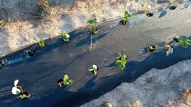 Обзор наших грядок спустя две недели.как выглядит Мурано и Азия🍓🍓🍓🍓🍓 смотреть онлайн