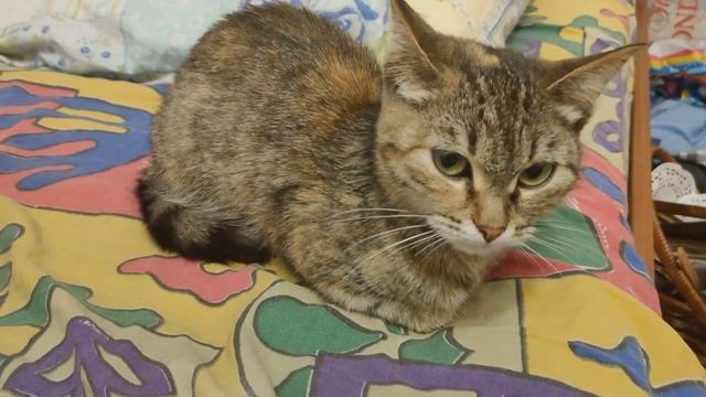 Спасение котёнка !!! Выкинули котёнка !!! смотреть до конца !!!