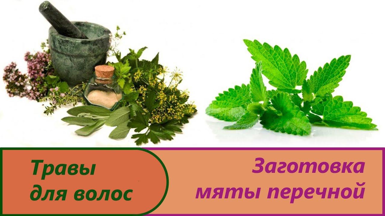 Травы для здоровья волос