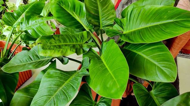 PHILODENDRON | Beautiful Indoor Plants With Big Leaves | Home Garden (Malayalam) смотреть онлайн