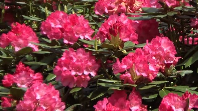 Плантация ИЗАБЕЛЛЫ // ISABELLA Plantation