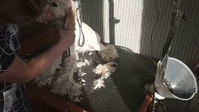 АМЕРИКАНСКИЙ КОКЕР СПАНИЕЛЬ Айза у меня на стрижке ГРУМИНГ смотреть онлайн
