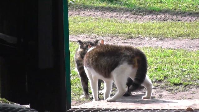 Кошки ругаются... матом? смотреть онлайн