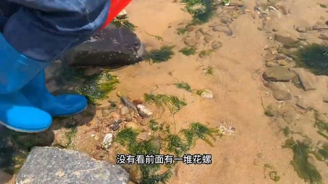 天氣大好，牛牛在海灘上挖到超多海螺，發財了！ 【牛牛趕海海鮮】 смотреть онлайн